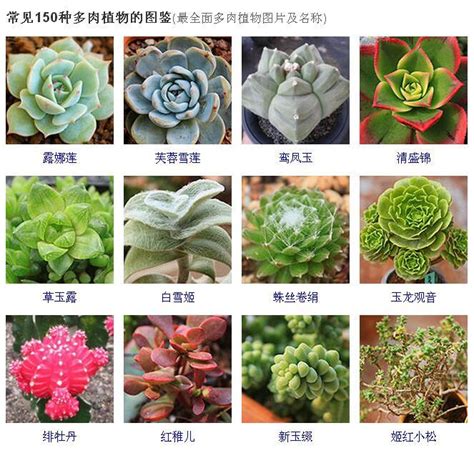 多肉植物名稱查詢|258種常見多肉圖譜，1分鐘認全！